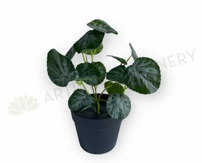 SP0438 Lilypad Begonia 32cm indoor plant stand  
