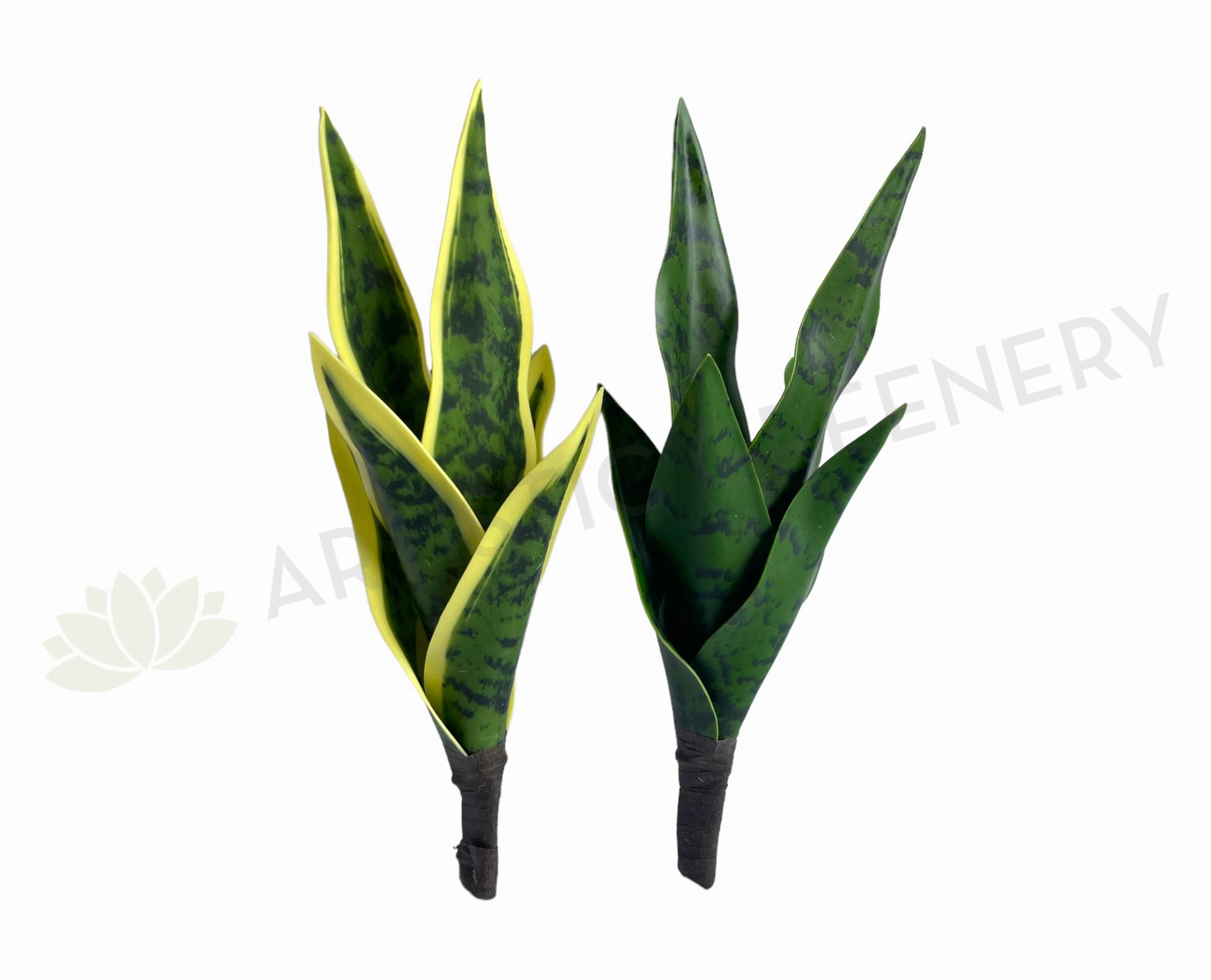 SP0442 Small Mother-in-law's Tongue / Snake Plant / Sansevieria 24cm Variegated / Dark Green indoor plant stand  
