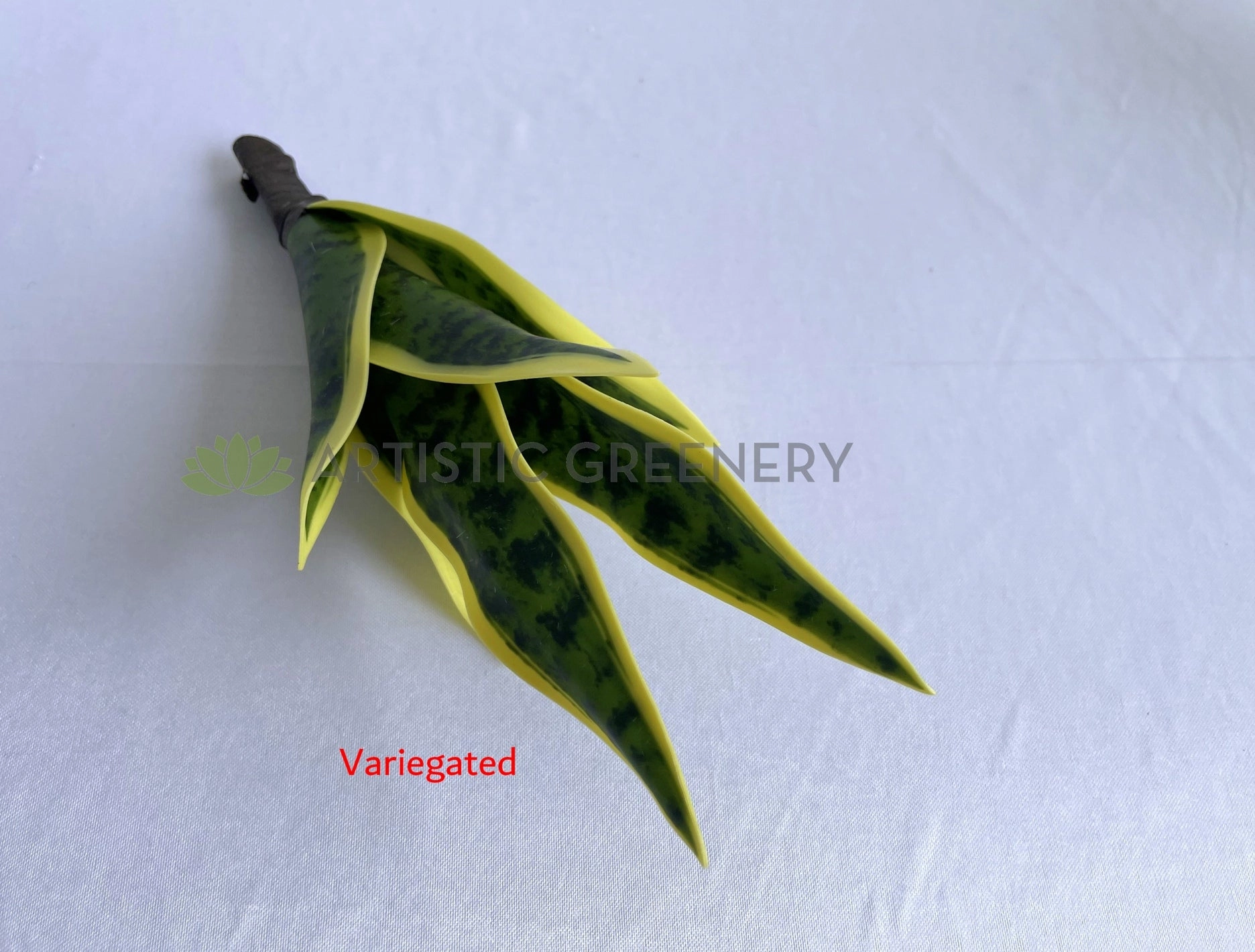 SP0442 Small Mother-in-law's Tongue / Snake Plant / Sansevieria 24cm Variegated / Dark Green