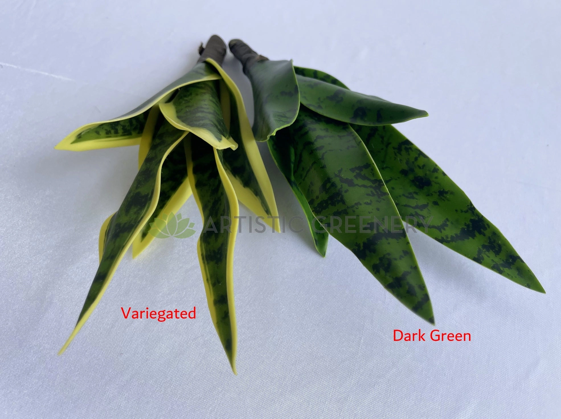 SP0442 Small Mother-in-law's Tongue / Snake Plant / Sansevieria 24cm Variegated / Dark Green