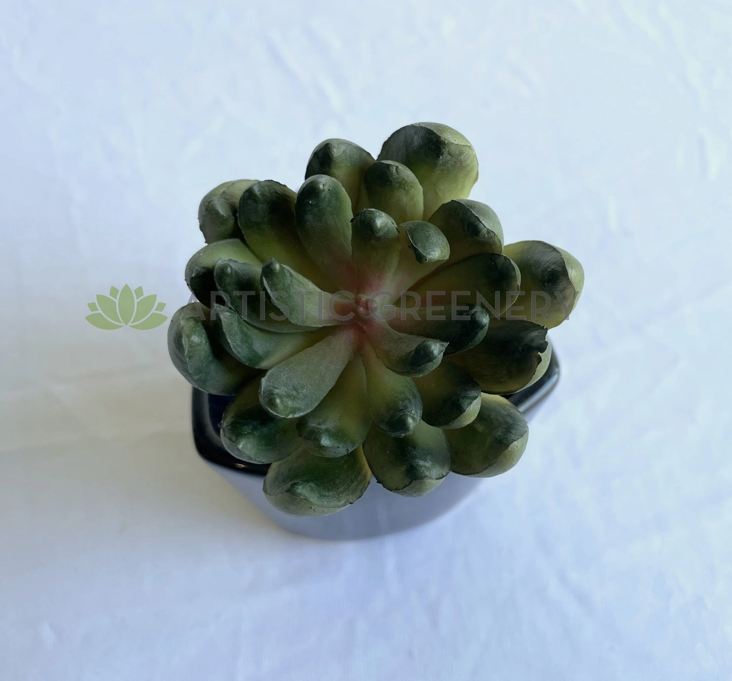 SP0445 Sedum Succulent 11cm Green