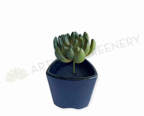 SP0445 Sedum Succulent 11cm Green mini ornamental plant  