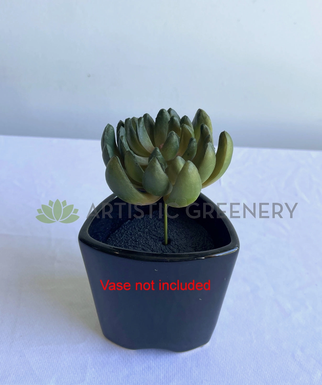 SP0445 Sedum Succulent 11cm Green
