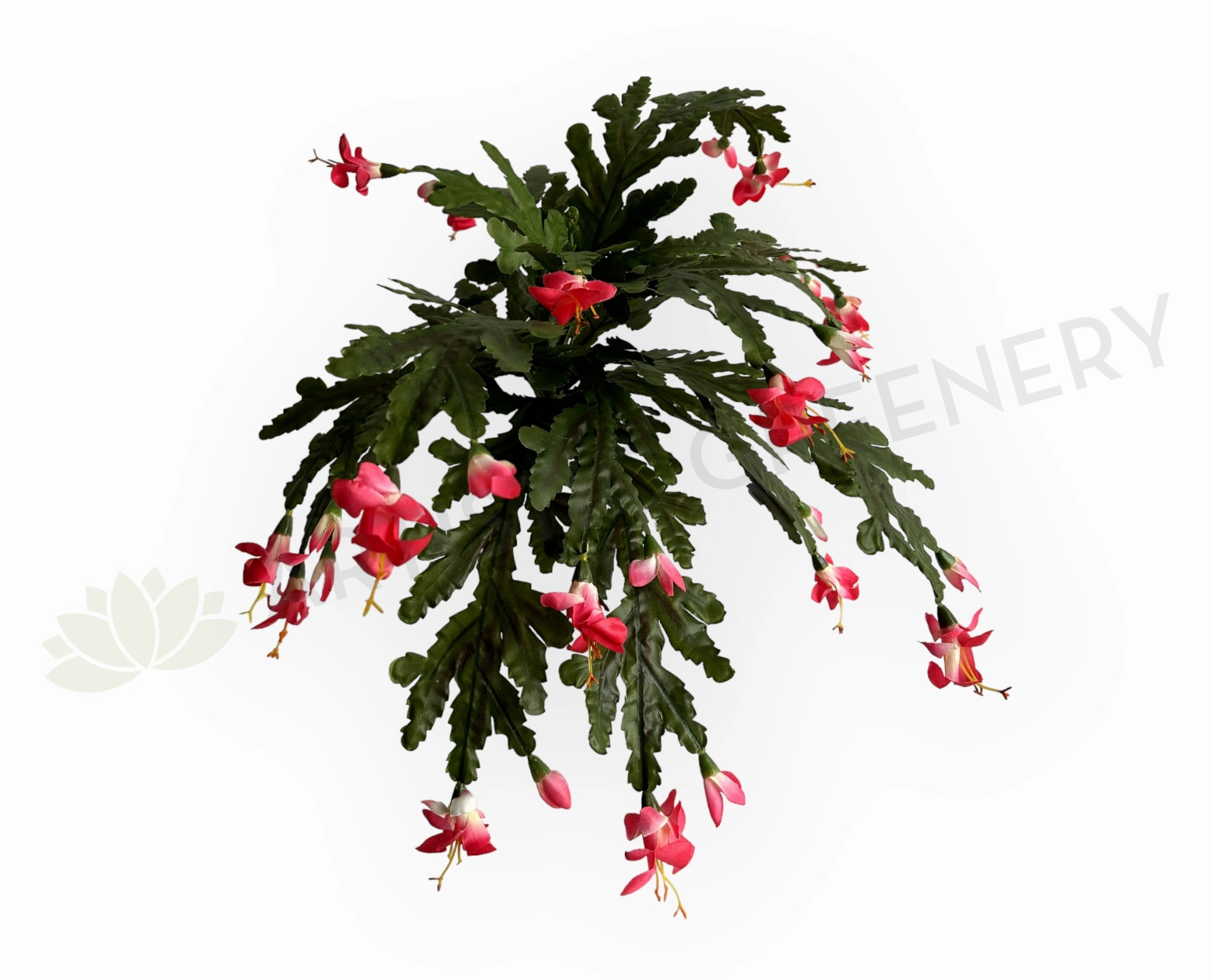 SP0449 Schlumbergera / Christmas Cactus 46cm xl flower pot  