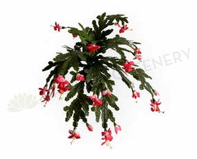 SP0449 Schlumbergera / Christmas Cactus 46cm xl flower pot  