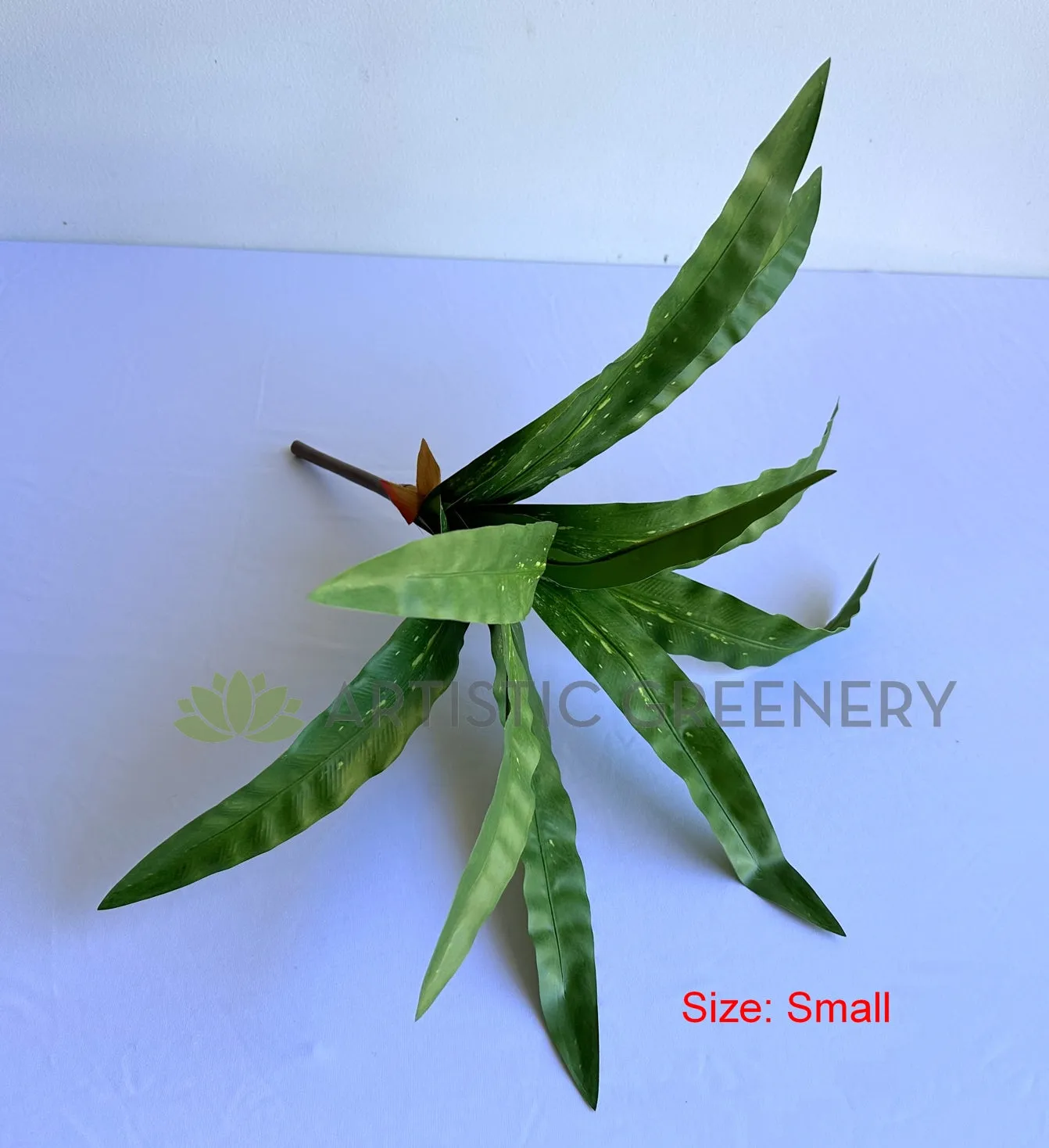 SP0455 Bird's Nest Fern Availalbe in 2 Sizes
