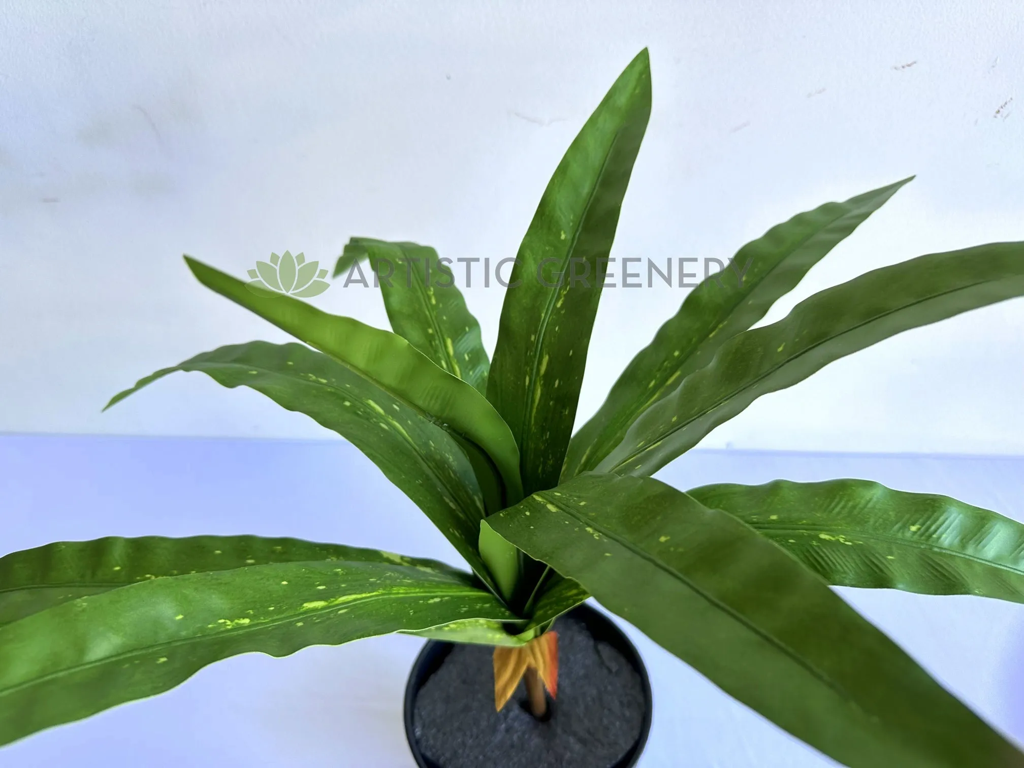 SP0455 Bird's Nest Fern Availalbe in 2 Sizes