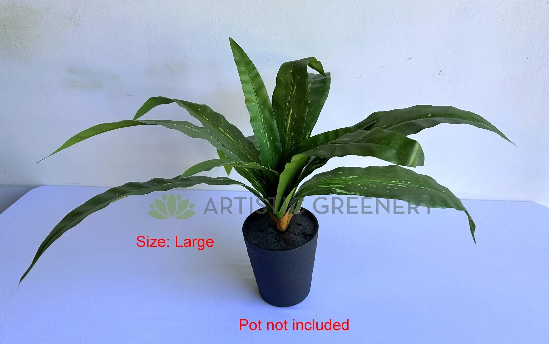 SP0455 Bird's Nest Fern Availalbe in 2 Sizes