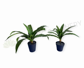SP0455 Bird's Nest Fern Availalbe in 2 Sizes xl flower pot  