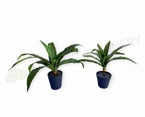 SP0455 Bird's Nest Fern Availalbe in 2 Sizes summer vegetable seed  