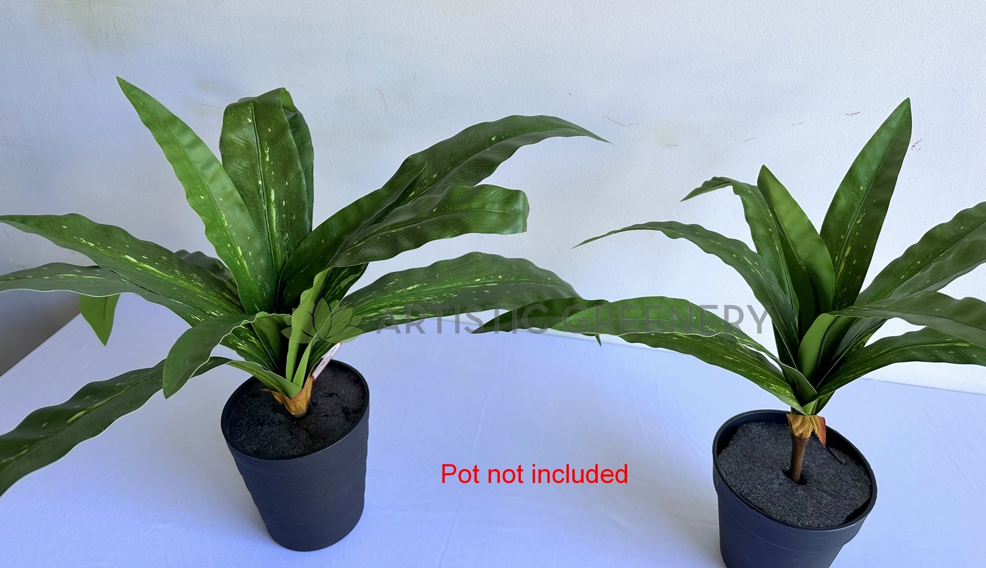 SP0455 Bird's Nest Fern Availalbe in 2 Sizes