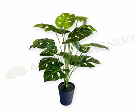 SP0456 Monstera Plant 65cm xl flower pot  