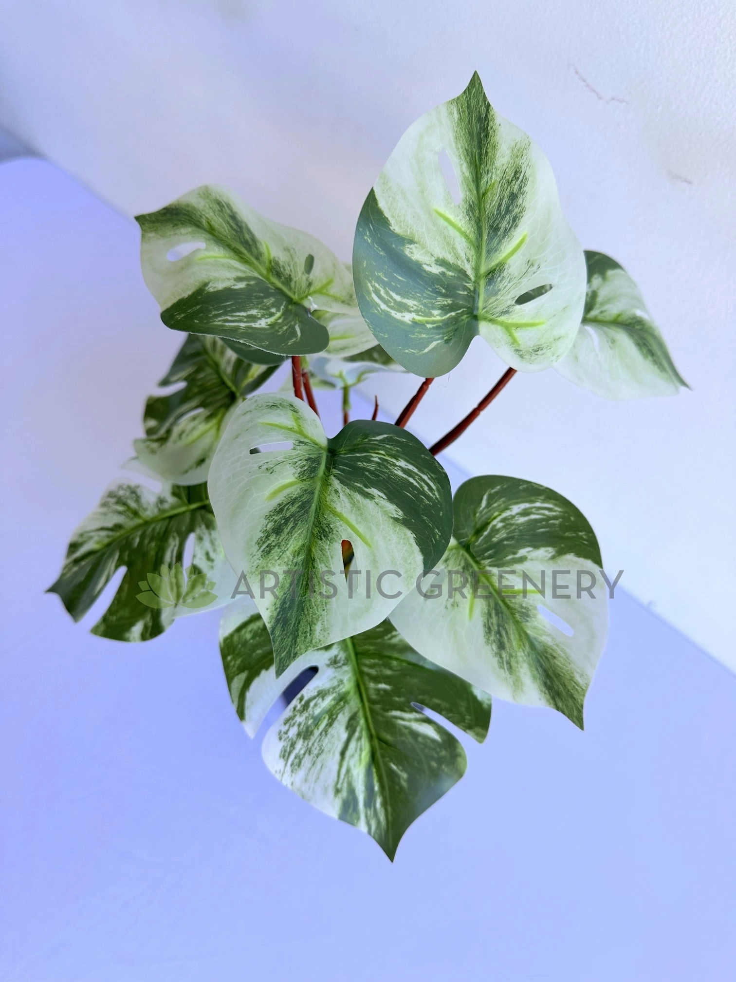 SP0457 Variegated Swiss Cheese Plant 27cm
