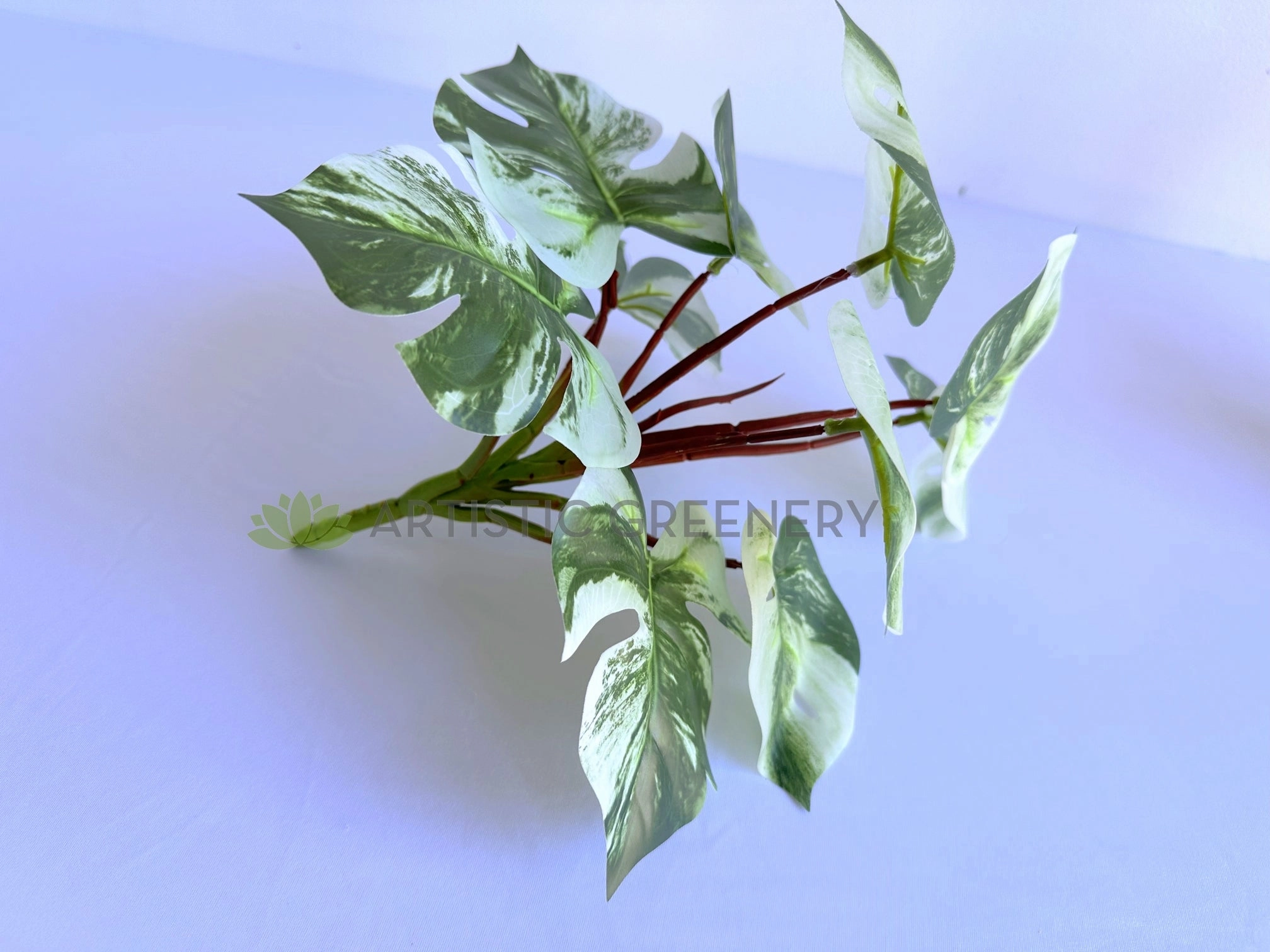 SP0457 Variegated Swiss Cheese Plant 27cm