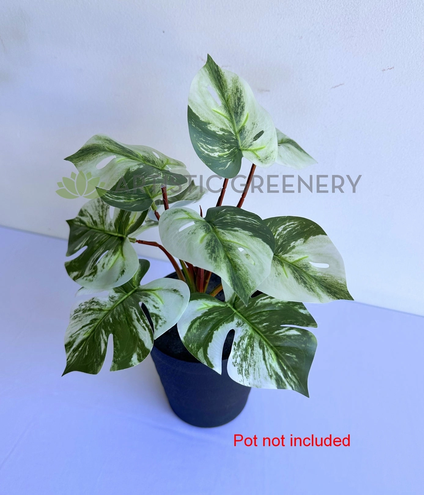 SP0457 Variegated Swiss Cheese Plant 27cm