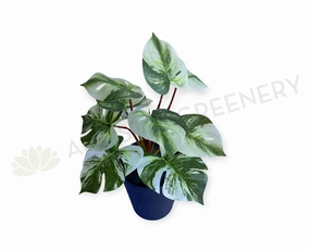 SP0457 Variegated Swiss Cheese Plant 27cm indoor plant stand  