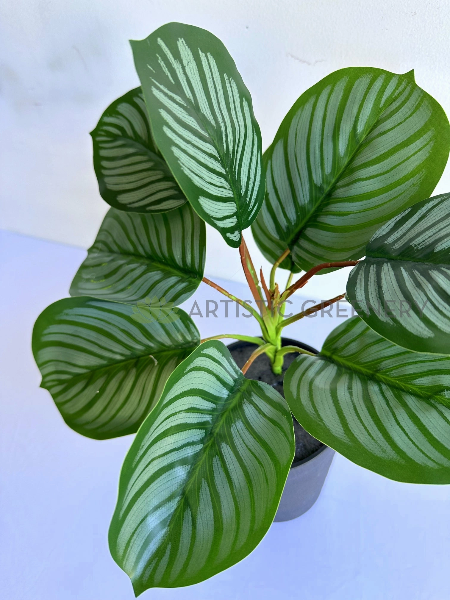 SP0458 Calathea Orbifolia Plant 33cm