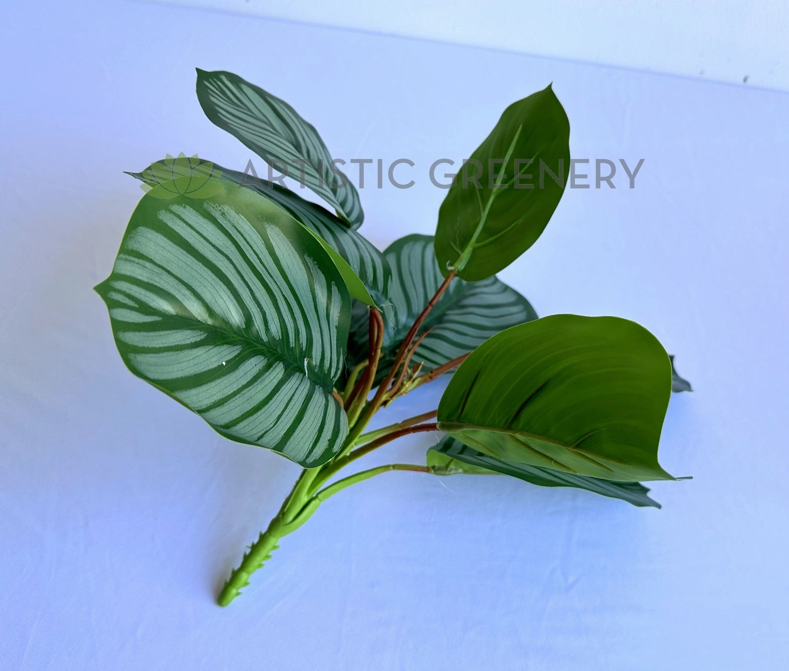 SP0458 Calathea Orbifolia Plant 33cm