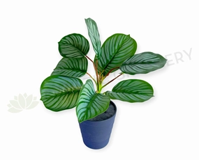 SP0458 Calathea Orbifolia Plant 33cm xl flower pot  