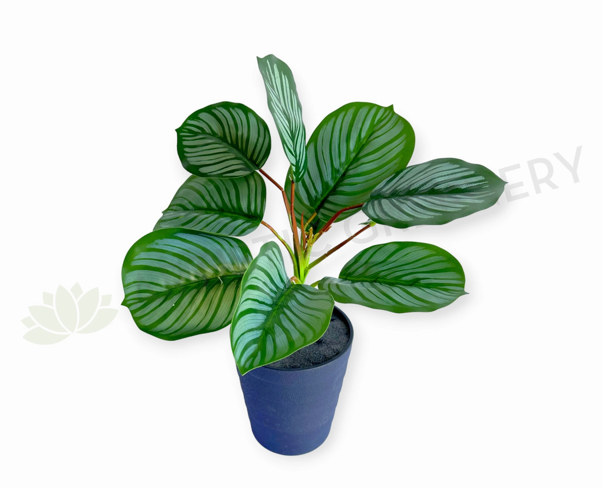SP0458 Calathea Orbifolia Plant 33cm indoor plant stand  