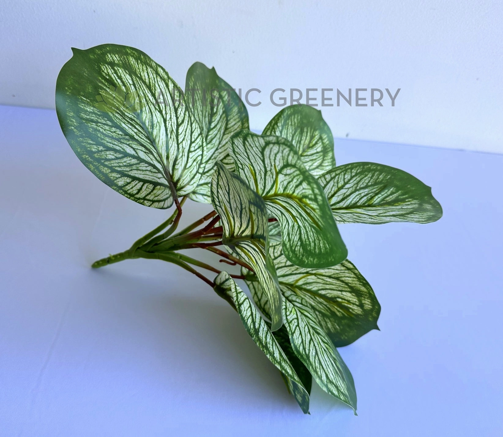 SP0459 Variegated Calathea Plant 33cm