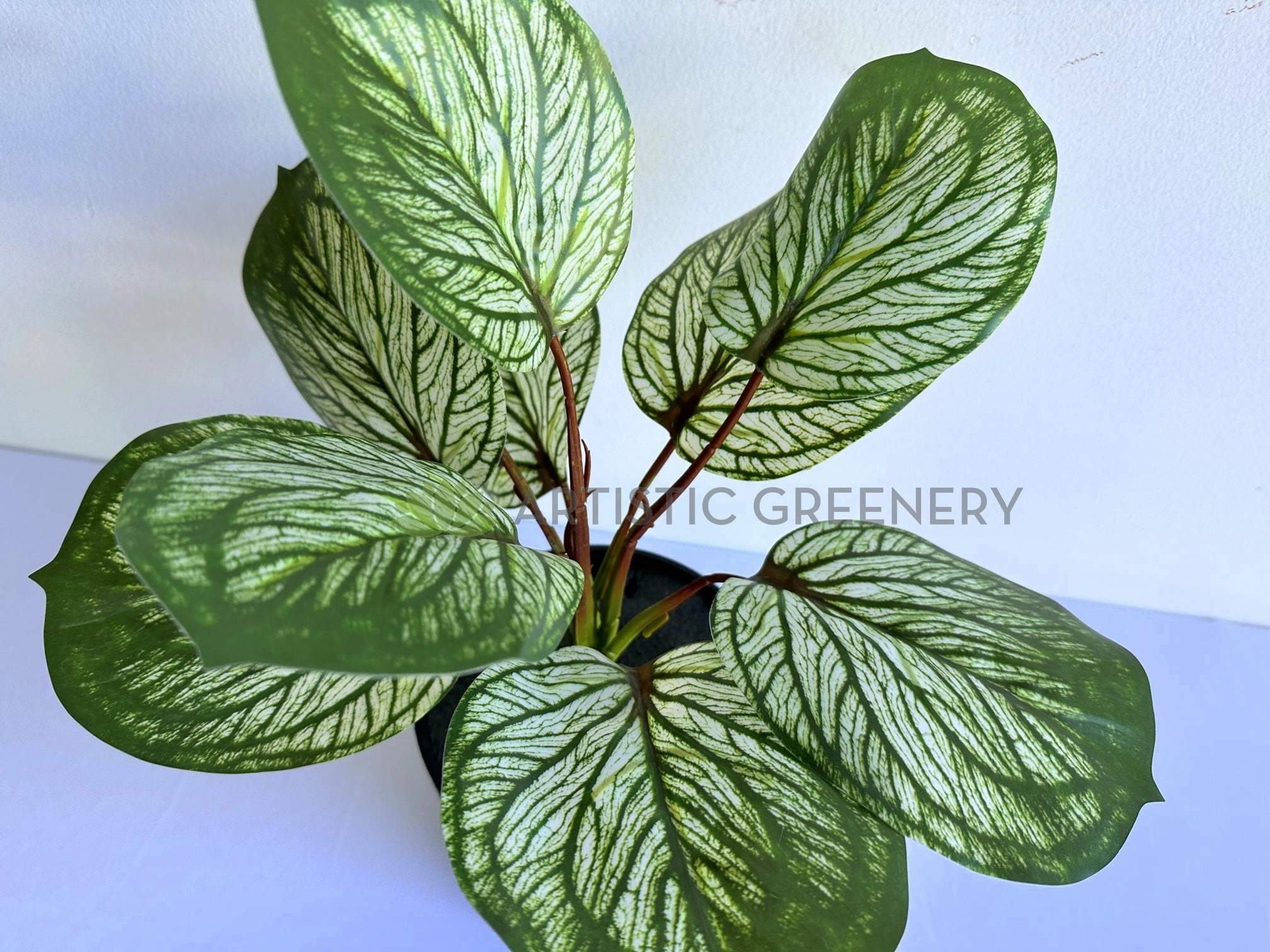 SP0459 Variegated Calathea Plant 33cm