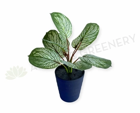 SP0459 Variegated Calathea Plant 33cm xl flower pot  