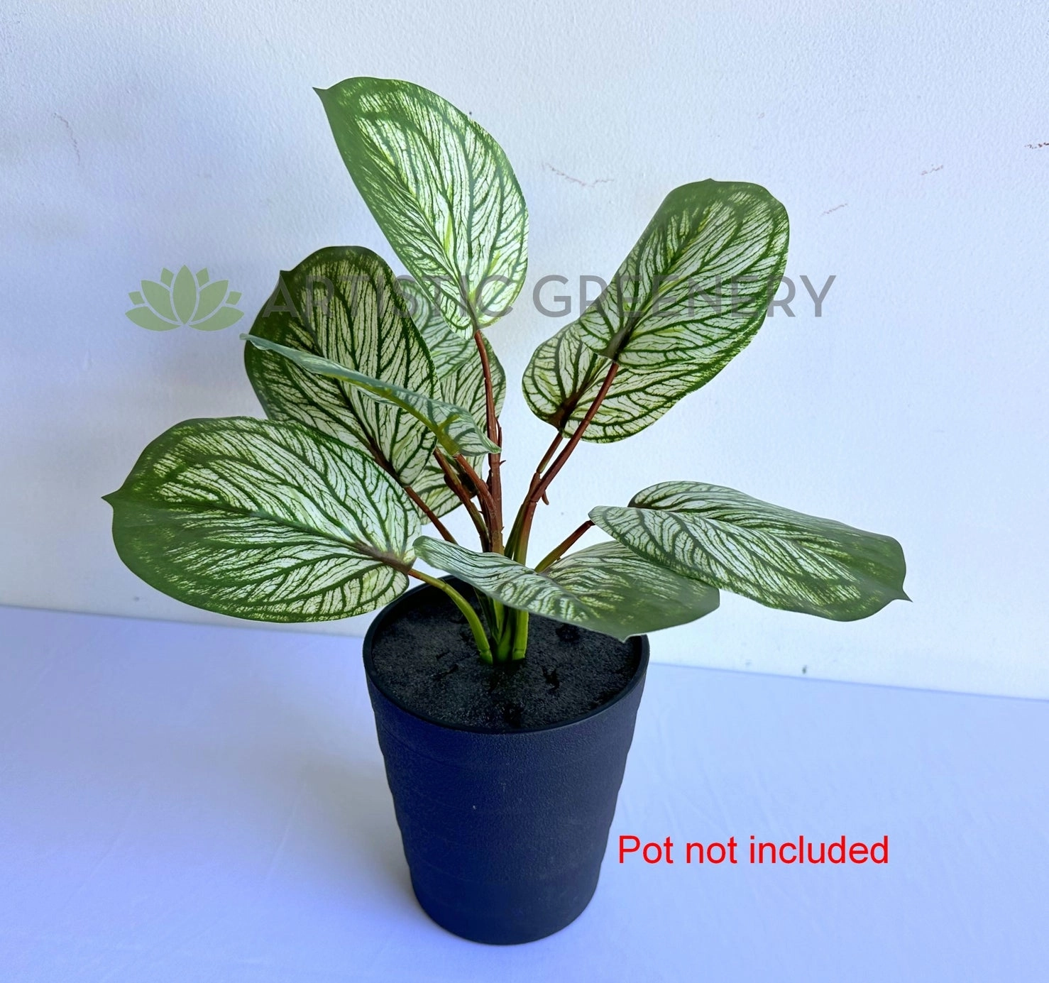SP0459 Variegated Calathea Plant 33cm