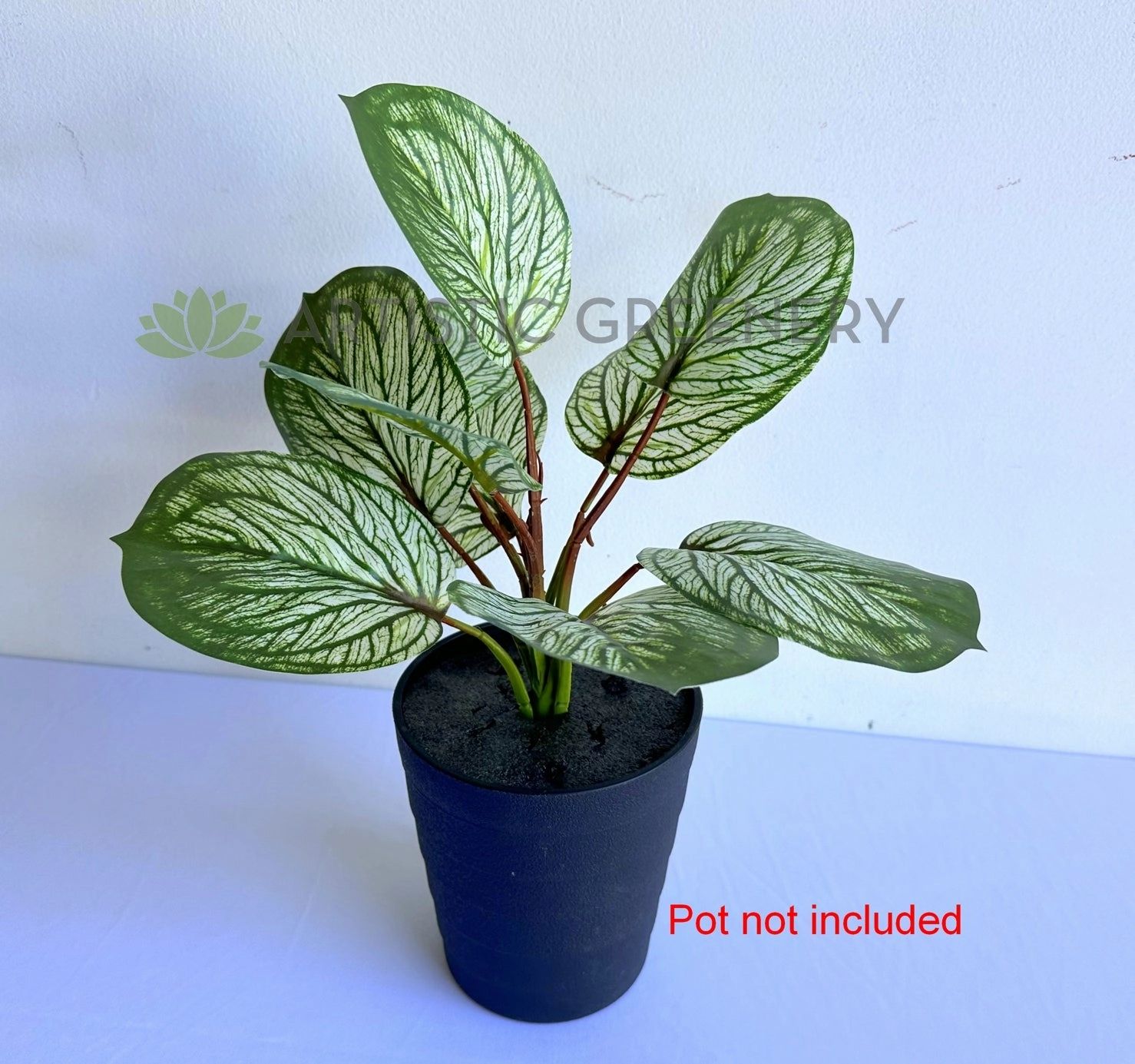 SP0459 Variegated Calathea Plant 33cm