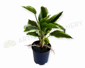SP0461L Variegated Arrowroot Large 40cm indoor plant stand  