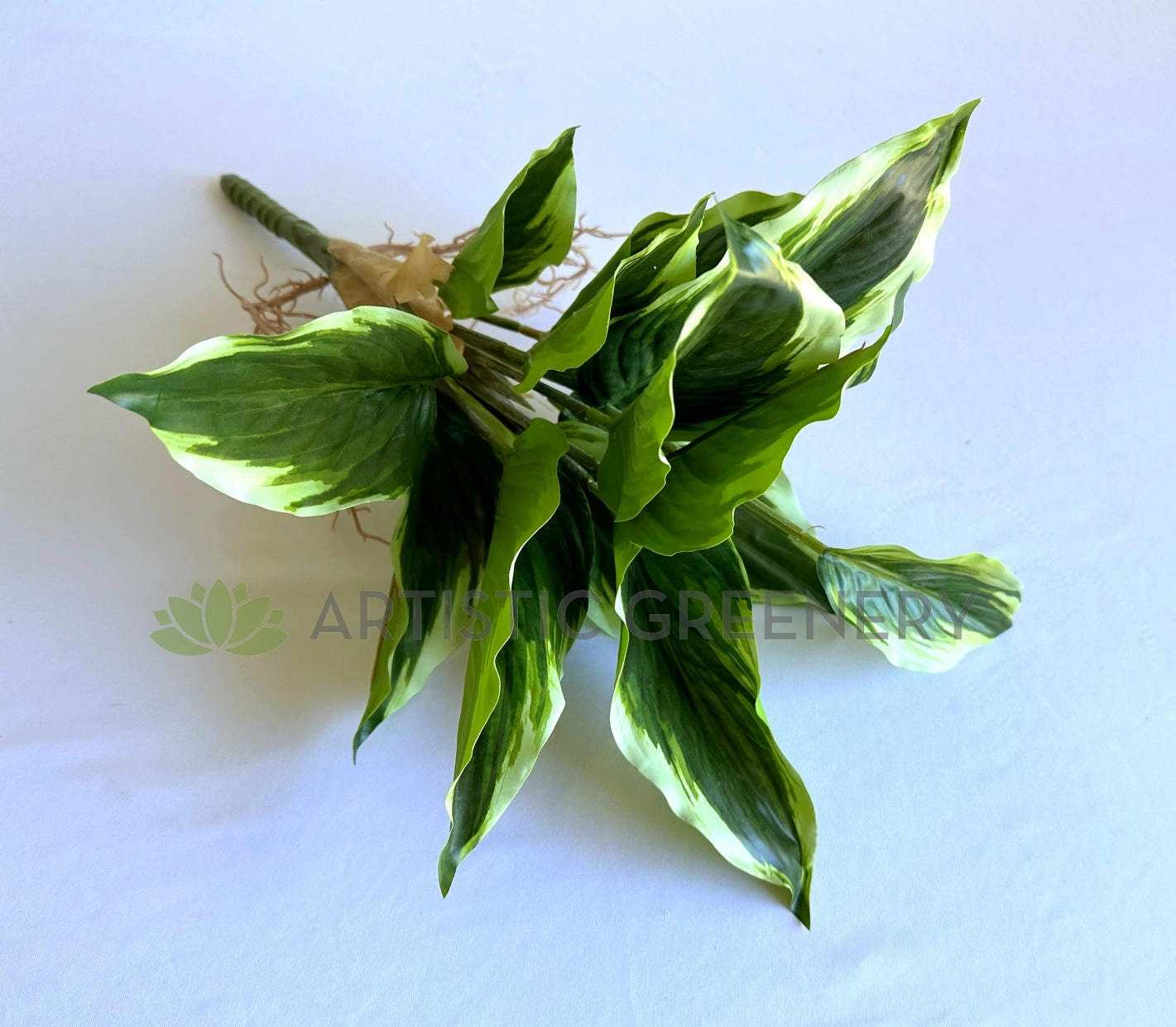 SP0461L Variegated Arrowroot Large 40cm