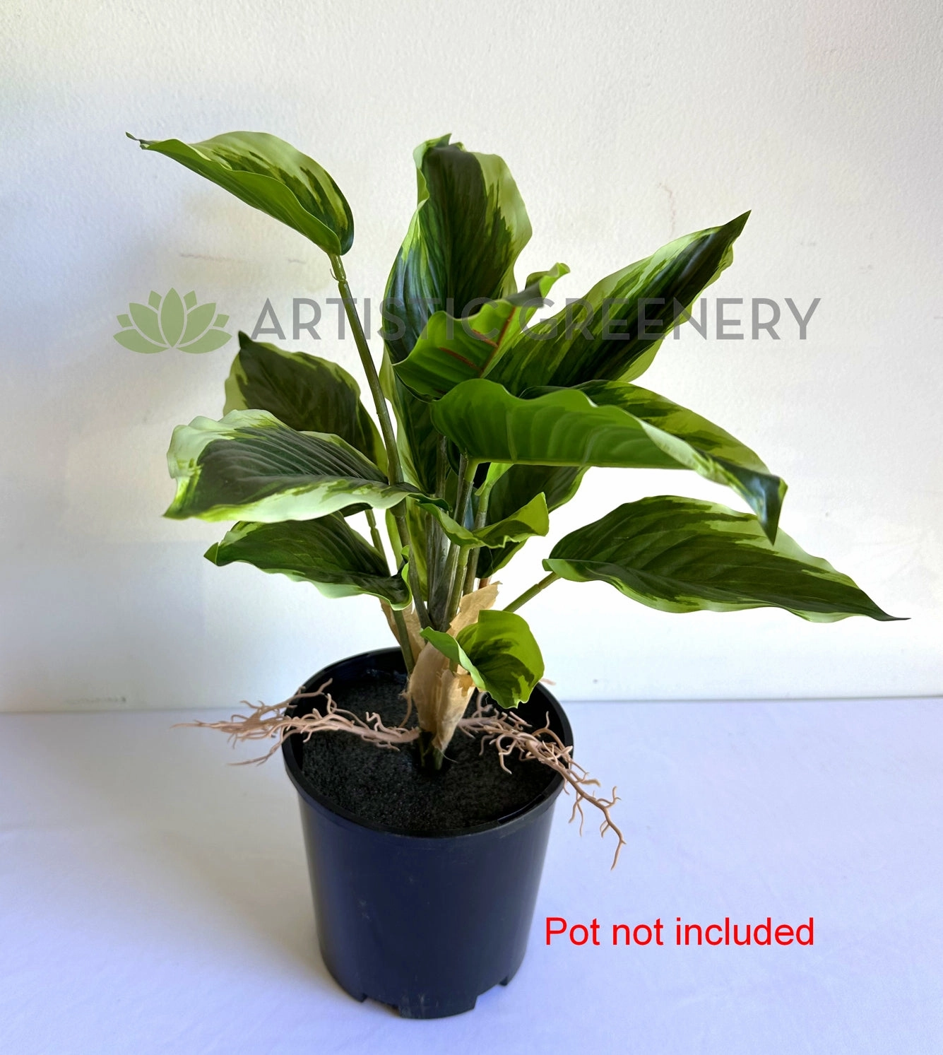 SP0461L Variegated Arrowroot Large 40cm