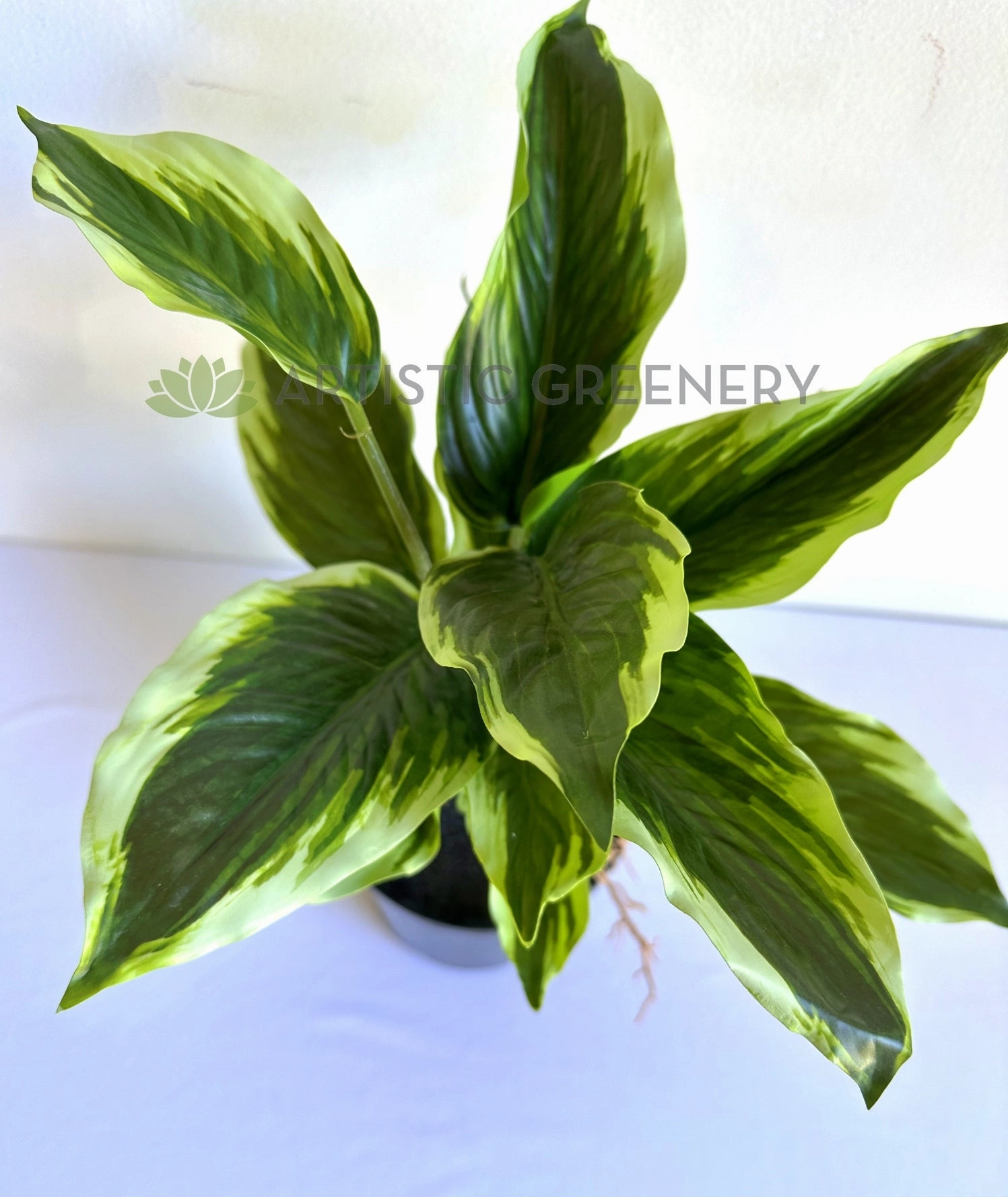 SP0461L Variegated Arrowroot Large 40cm