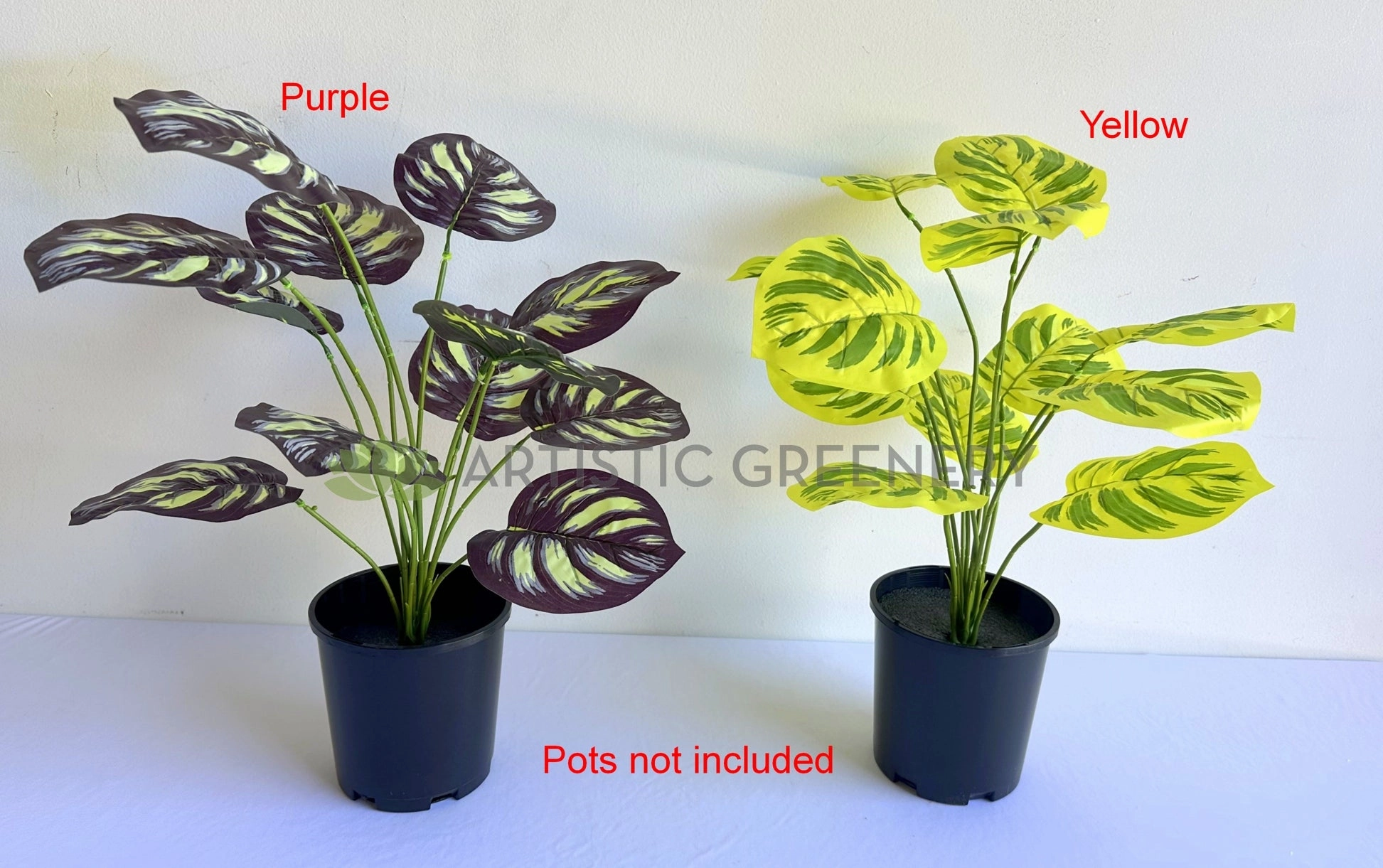 SP0468 Calathea Makoyana 50cm Purple / Yellow