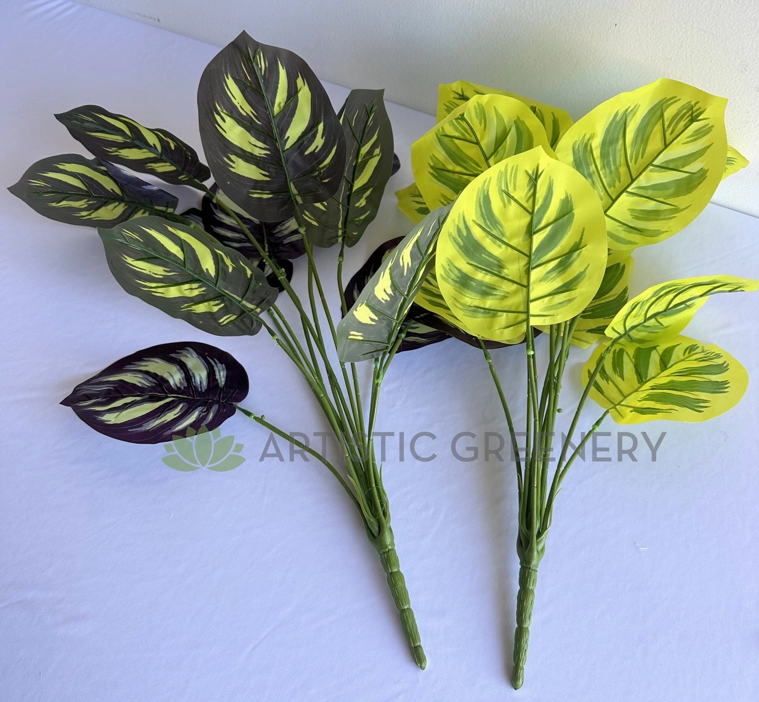 SP0468 Calathea Makoyana 50cm Purple / Yellow