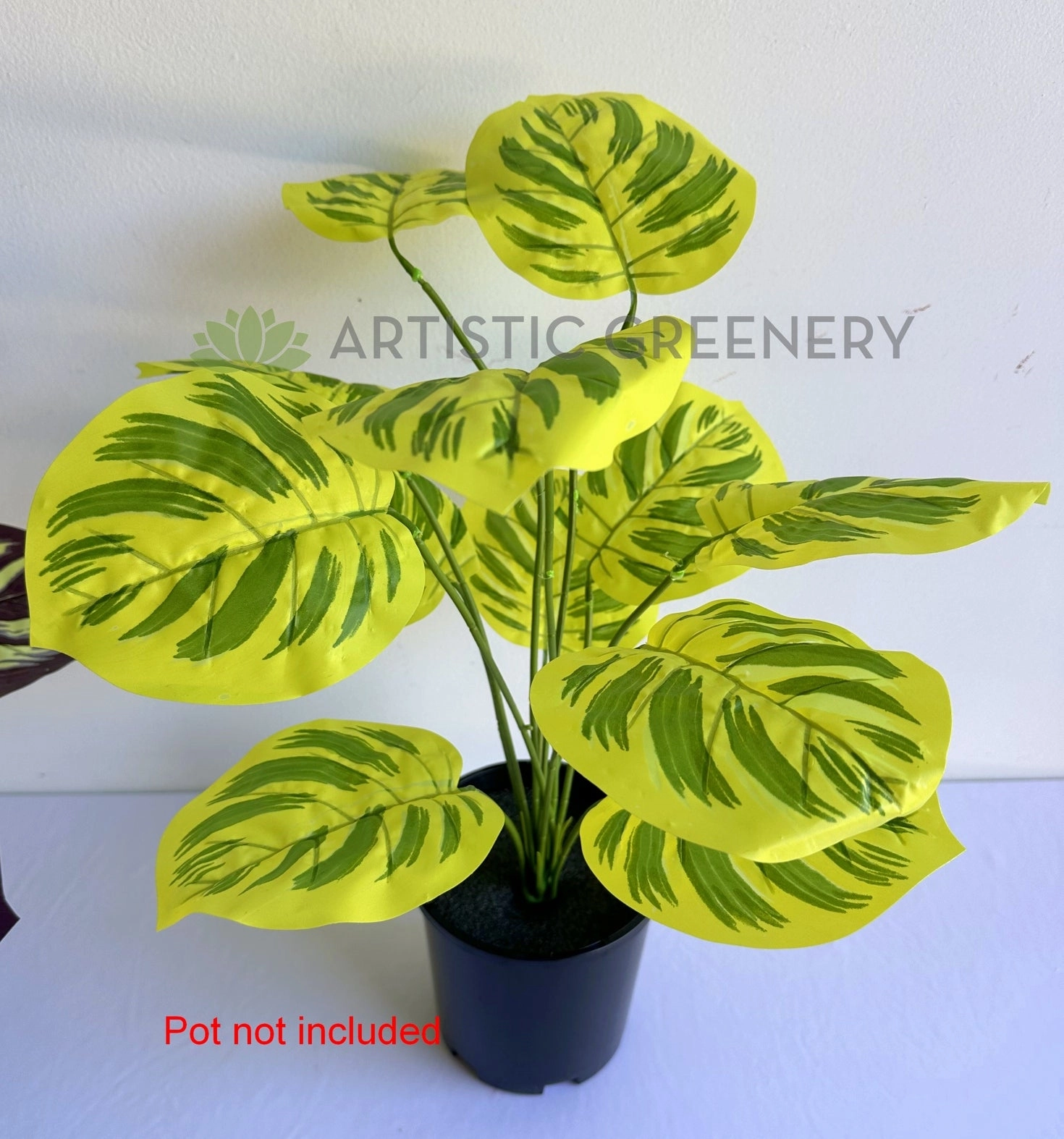 SP0468 Calathea Makoyana 50cm Purple / Yellow