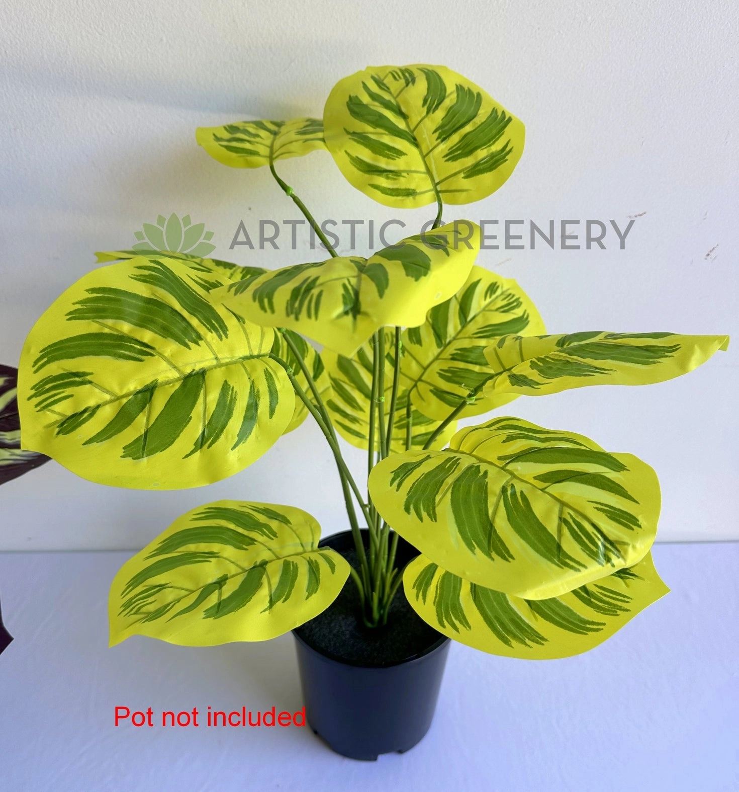 SP0468 Calathea Makoyana 50cm Purple / Yellow