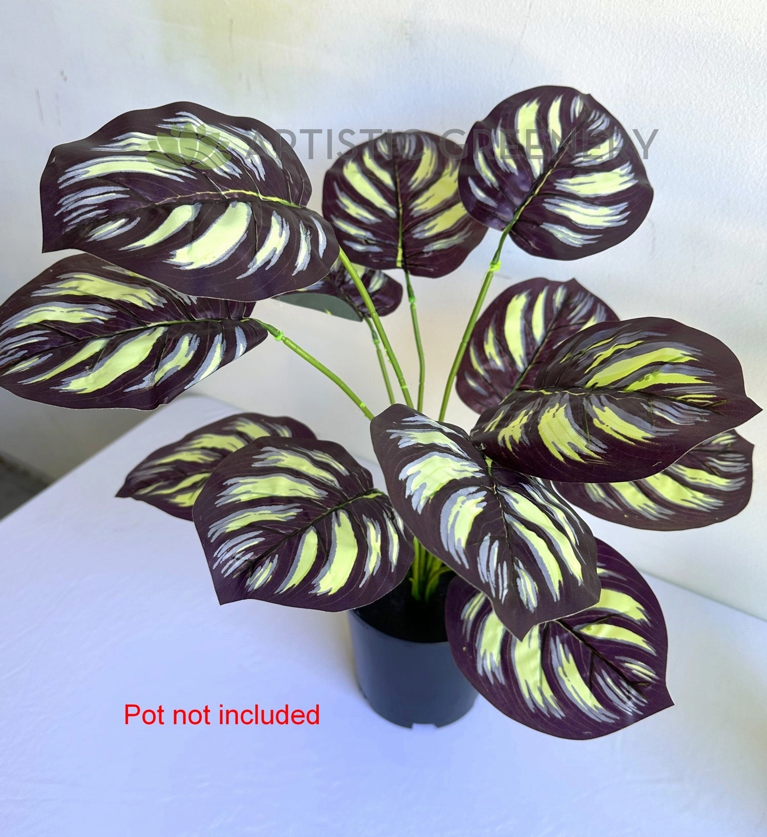 SP0468 Calathea Makoyana 50cm Purple / Yellow