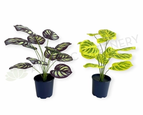 SP0468 Calathea Makoyana 50cm Purple / Yellow xl flower pot  