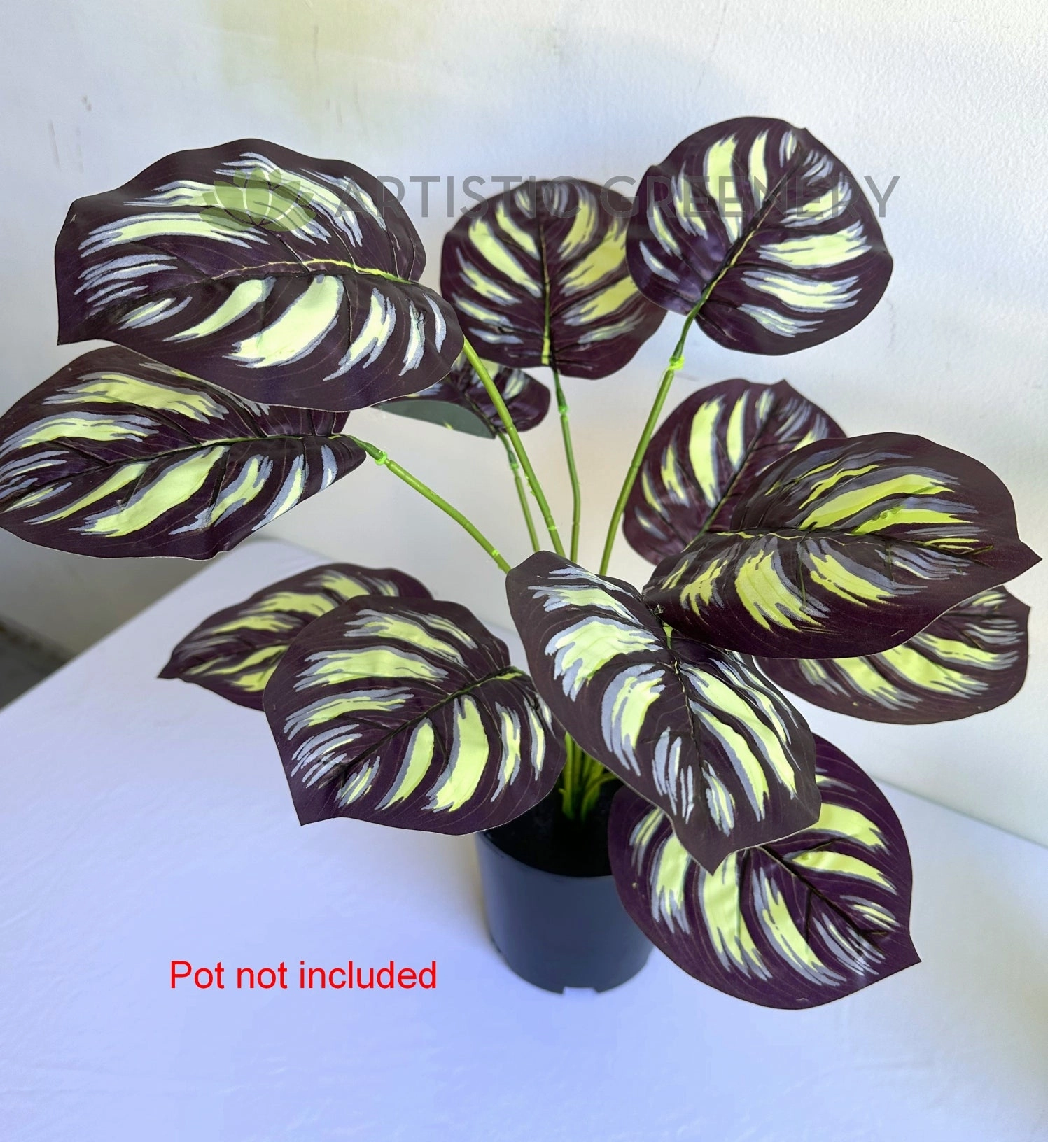 SP0468 Calathea Makoyana 50cm Purple / Yellow
