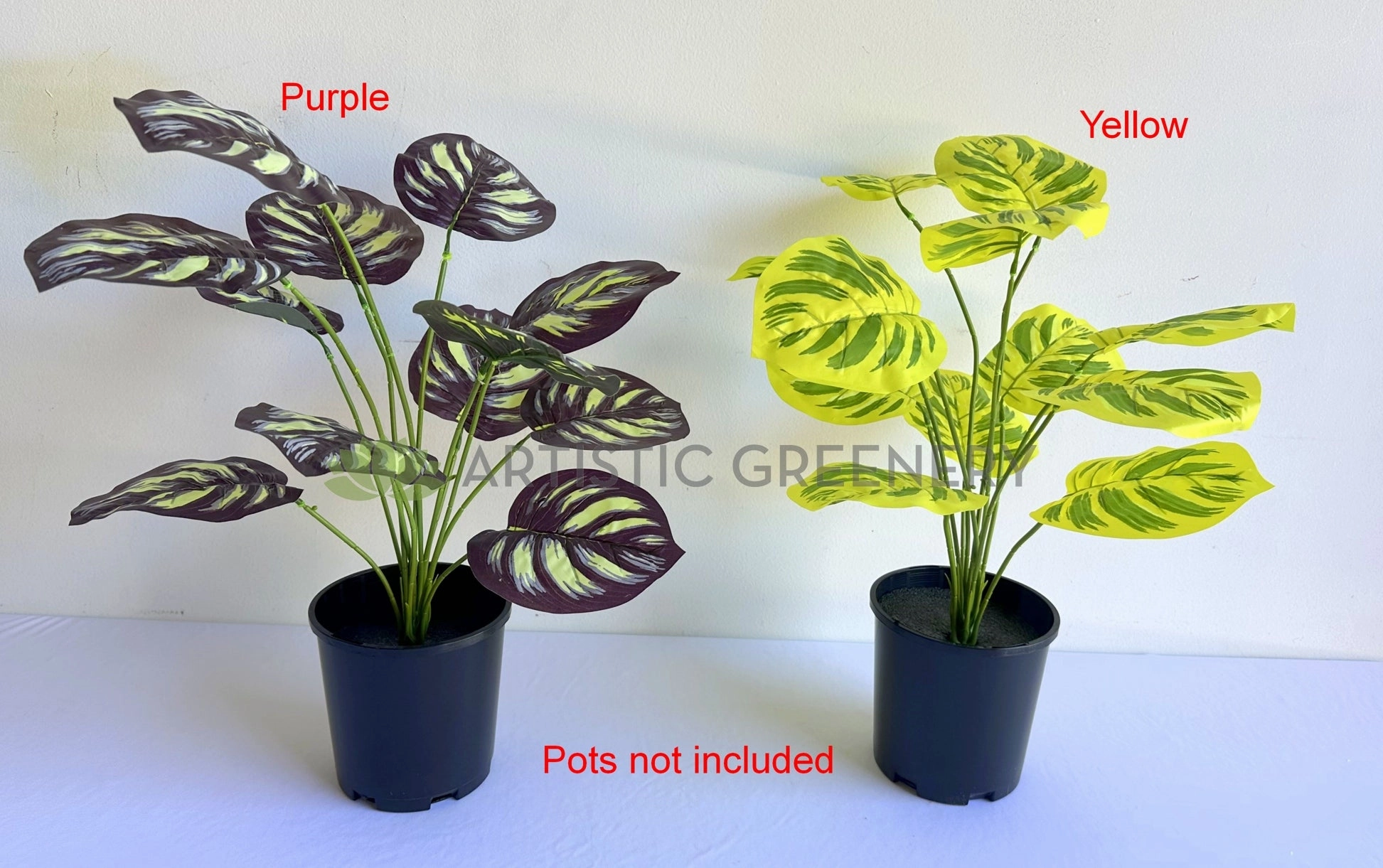 SP0468 Calathea Makoyana 50cm Purple / Yellow