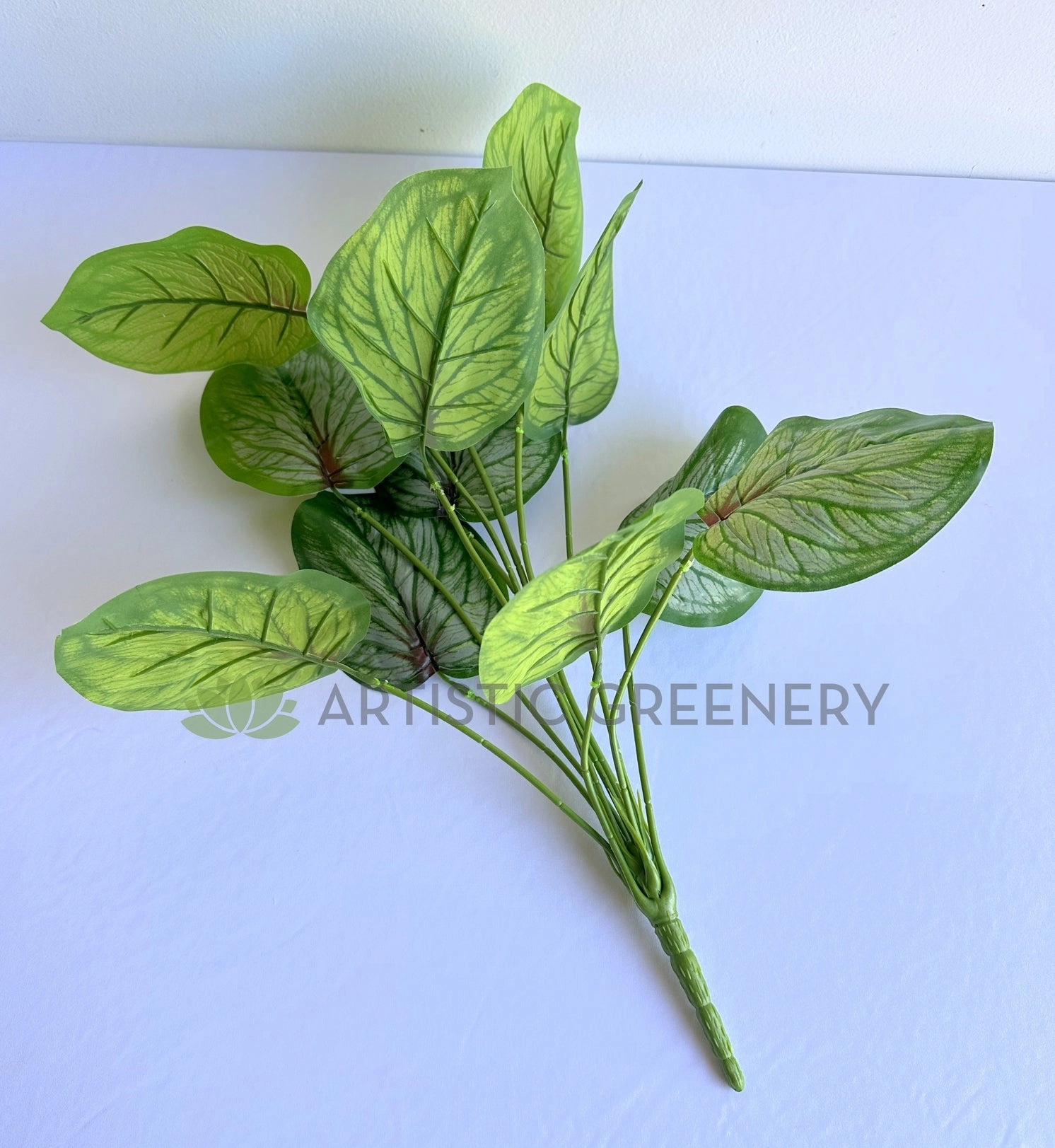 SP0469 Caladium Red Star 50cm