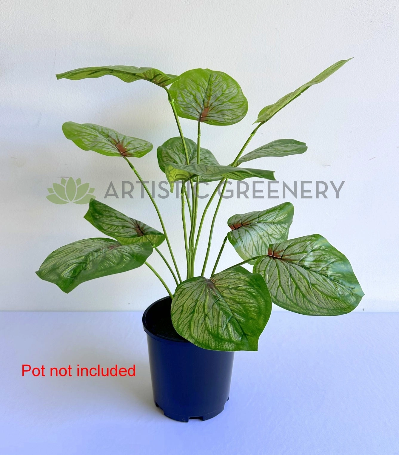 SP0469 Caladium Red Star 50cm