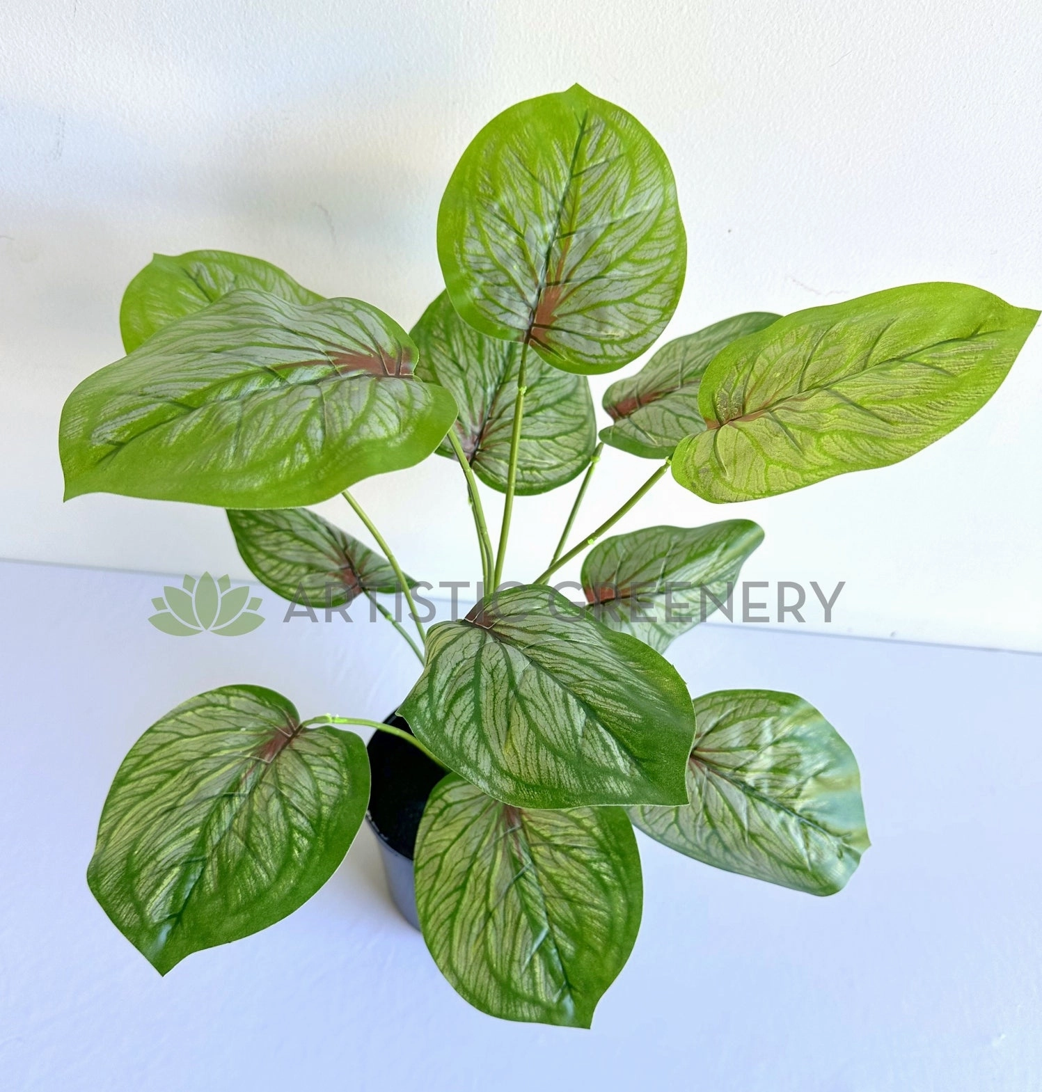 SP0469 Caladium Red Star 50cm