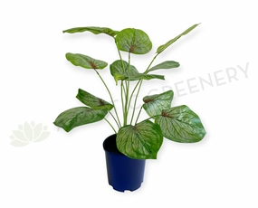 SP0469 Caladium Red Star 50cm xl flower pot  