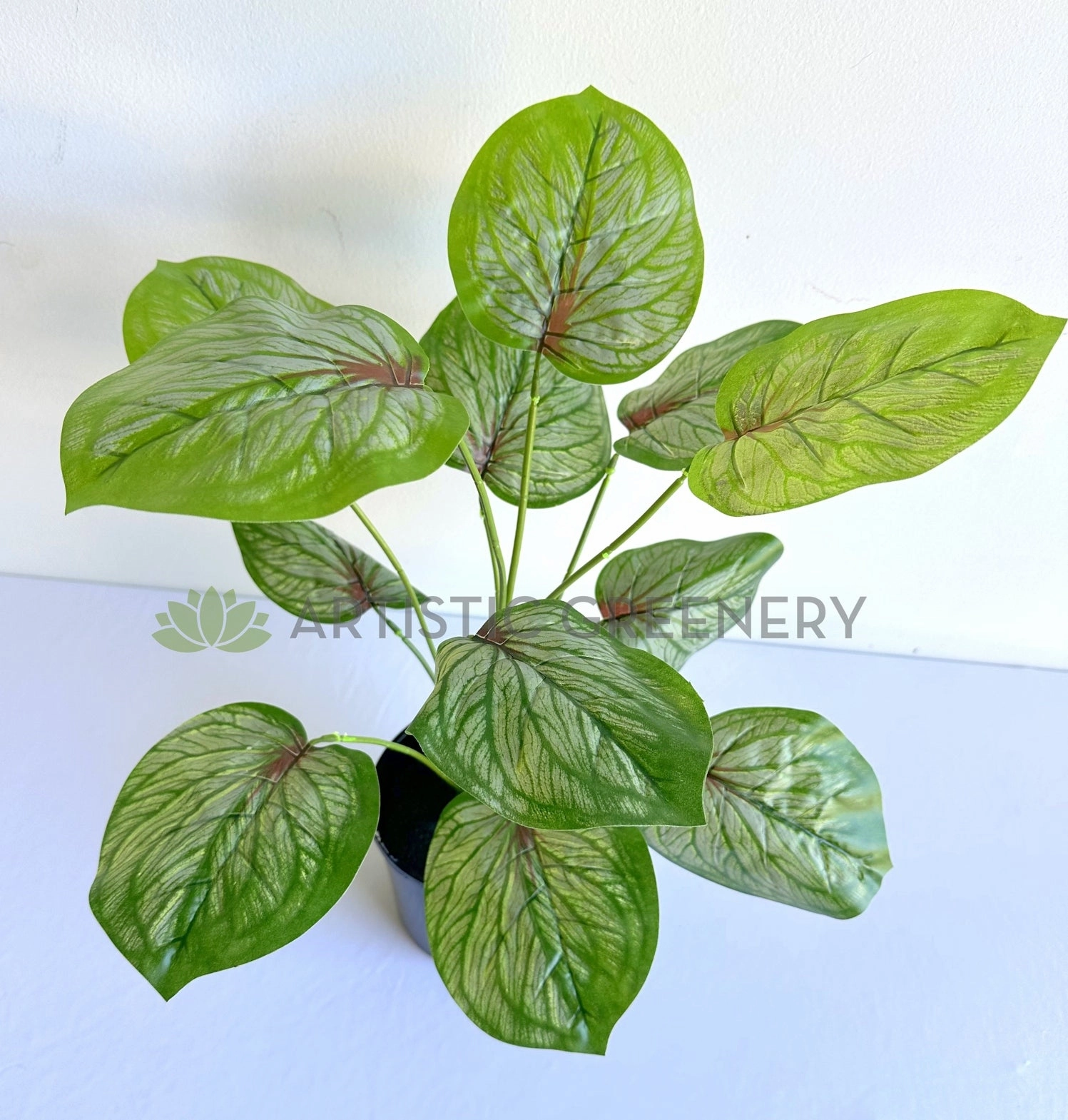 SP0469 Caladium Red Star 50cm