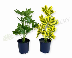 SP0470 Euuonymus Japonicus / Japanese Spindlebush 51cm 2 styles indoor plant stand  