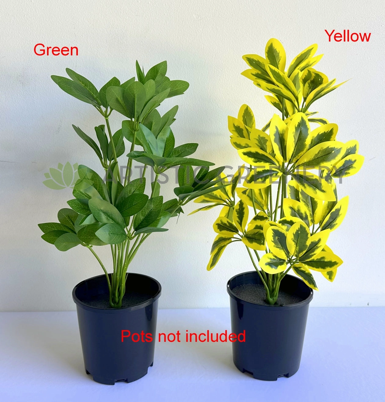 SP0470 Euuonymus Japonicus / Japanese Spindlebush 51cm 2 styles