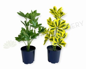 SP0470 Euuonymus Japonicus / Japanese Spindlebush 51cm 2 styles xl flower pot  