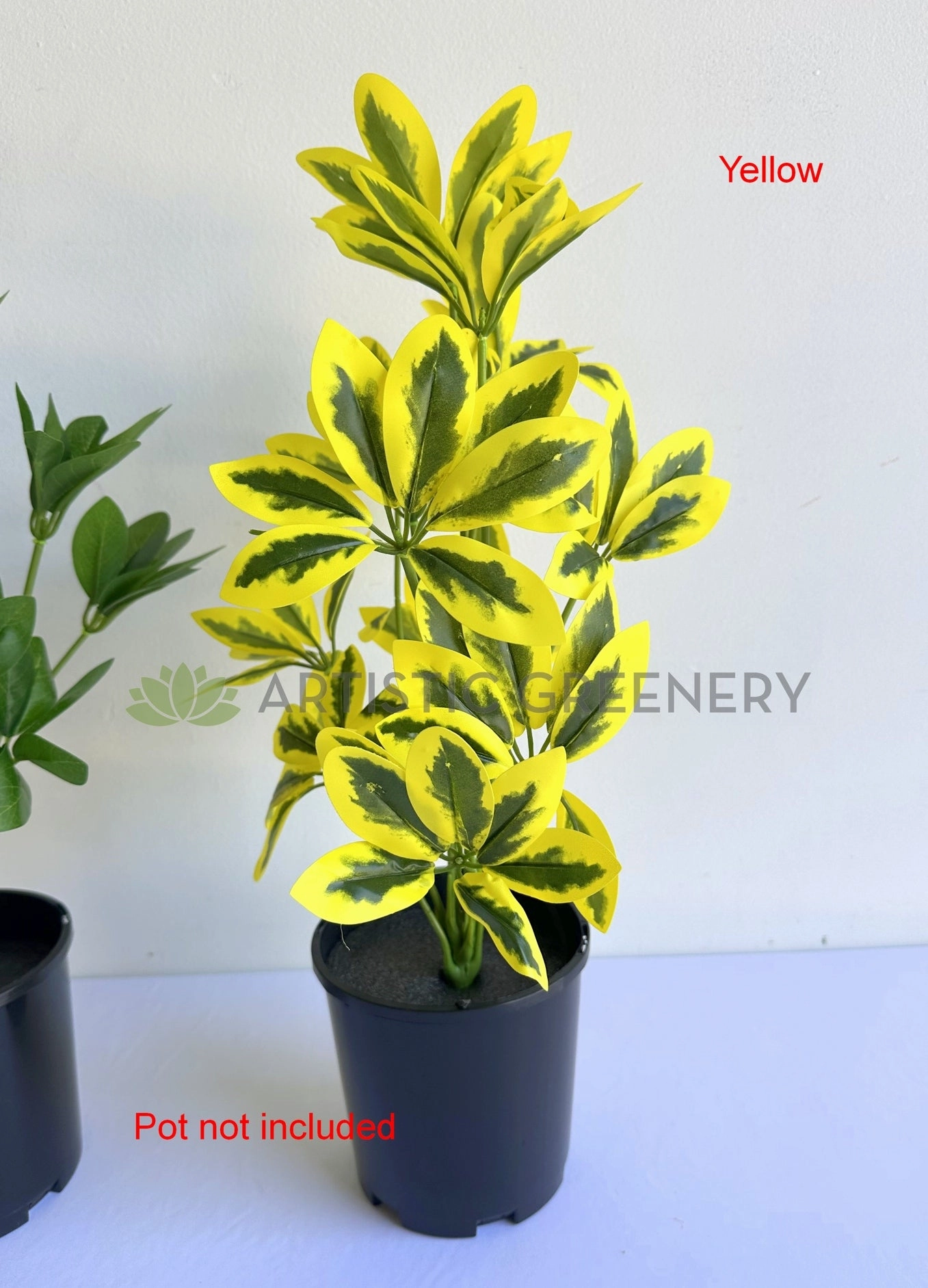 SP0470 Euuonymus Japonicus / Japanese Spindlebush 51cm 2 styles